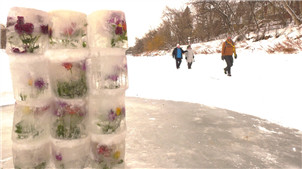 温尼伯河道上的冰冻花卉 来自艺术家的最新创作