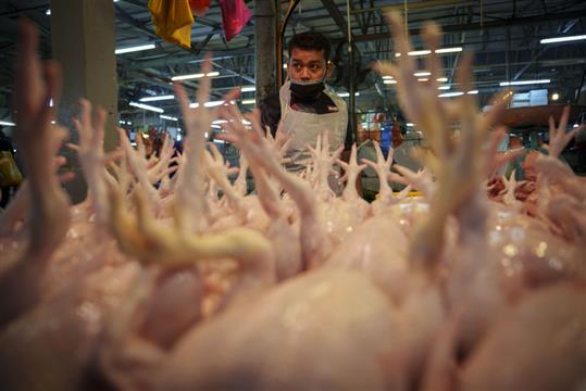 新加坡“鸡荒” 全球20余国限制粮食出口