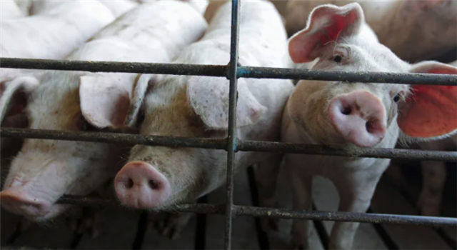 人和动物都不好了！温尼伯四月暴风雪致使上千头猪死亡！