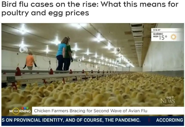 加拿大各地禽流感病例飙升 鸡肉和鸡蛋恐要涨价