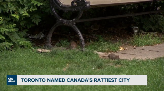 加拿大鼠灾城市前三全是华人区 大温三城上榜