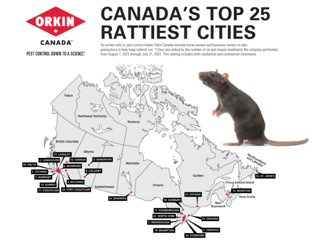 加拿大鼠灾城市前三全是华人区 大温三城上榜