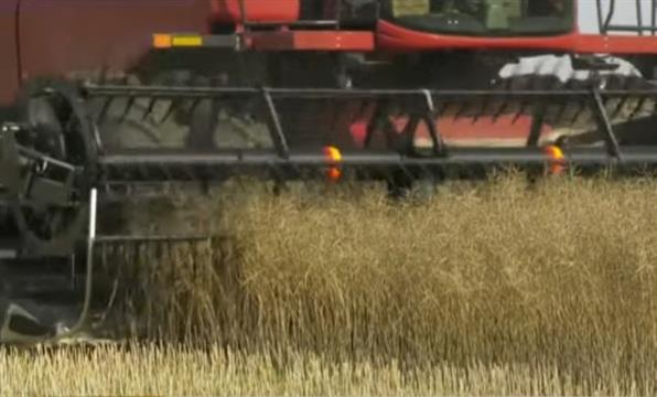 雪上加霜!中国对加拿大农产品37亿报复关税生效